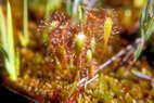 Flore arctique - Drosra (= Rossolis) d'Angleterre (=  feuilles longues) - Drosera (= Rossolis) anglica (= longifolia) - Drosraces