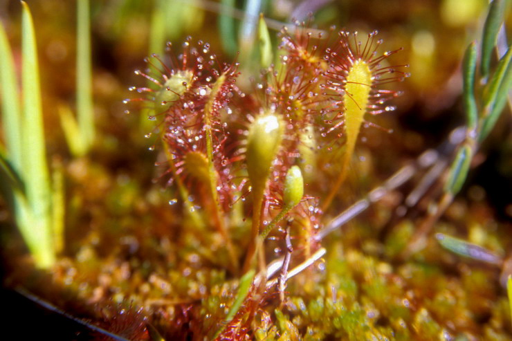 Flore arctique - Drosra (= Rossolis) d'Angleterre (=  feuilles longues) - Drosera (= Rossolis) anglica (= longifolia) - Drosraces