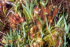 Flore arctique - Drosra (= Rossolis) d'Angleterre (=  feuilles longues) - Drosera (= Rossolis) anglica (= longifolia) - Drosraces