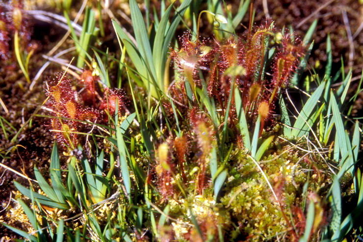 Flore arctique - Drosra (= Rossolis) d'Angleterre (=  feuilles longues) - Drosera (= Rossolis) anglica (= longifolia) - Drosraces