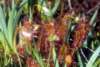 Flore arctique - Droséra (= Rossolis) d'Angleterre (= à feuilles longues) - Drosera (= Rossolis) anglica (= longifolia) - Droséracées