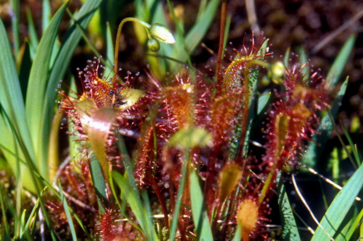 Flore arctique - Drosra (= Rossolis) d'Angleterre (=  feuilles longues) - Drosera (= Rossolis) anglica (= longifolia) - Drosraces