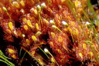 Flore arctique - Droséra (= Rossolis) d'Angleterre (= à feuilles longues) - Drosera (= Rossolis) anglica (= longifolia) - Droséracées