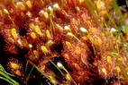 Flore arctique - Drosra (= Rossolis) d'Angleterre (=  feuilles longues) - Drosera (= Rossolis) anglica (= longifolia) - Drosraces