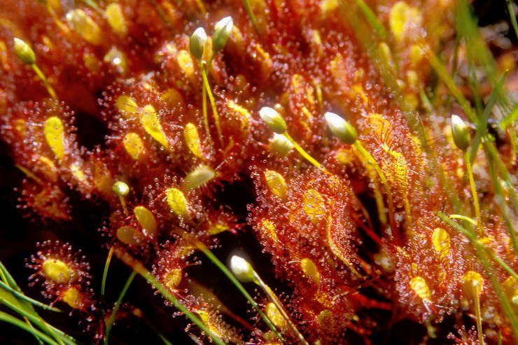 Flore arctique - Drosra (= Rossolis) d'Angleterre (=  feuilles longues) - Drosera (= Rossolis) anglica (= longifolia) - Drosraces