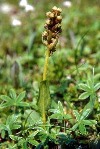 Flore arctique - Orchis grenouille - Coeloglossum viride - Orchidaces