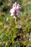 Flore arctique - Orchis tachet - Orchis maculata - Orchidaces