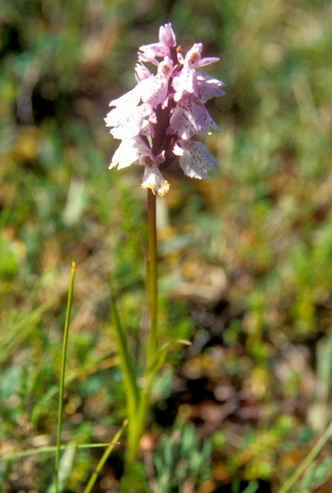 Flore arctique - Orchis tachet - Orchis maculata - Orchidaces