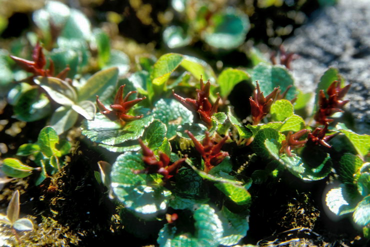 Flore arctique - Saule herbac - salix herbacea - Salicaces