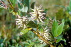 Flore arctique - Saule  feuilles de Phylica - Salix phylicifolia - Salicaces