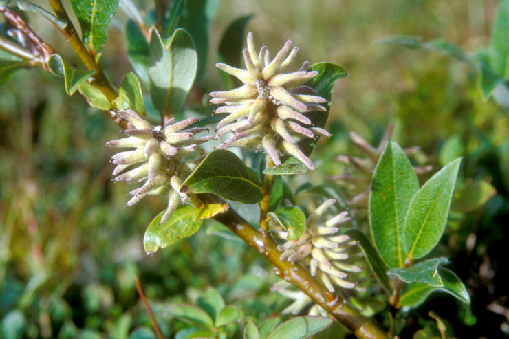 Flore arctique - Saule  feuilles de Phylica - Salix phylicifolia - Salicaces