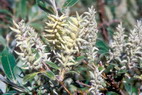 Flore arctique - Saule  feuilles de Phylica - Salix phylicifolia - Salicaces