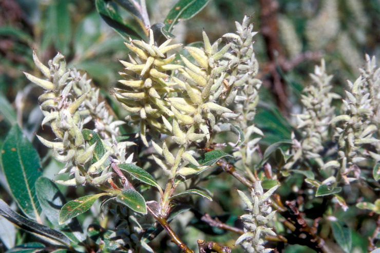 Flore arctique - Saule  feuilles de Phylica - Salix phylicifolia - Salicaces