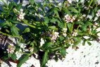 Flore arctique - Roquette de mer = Cakilier maritime - Cakile maritima - Brassicaces