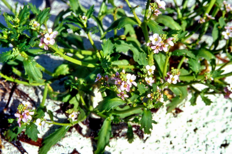 Flore arctique - Roquette de mer = Cakilier maritime - Cakile maritima - Brassicaces