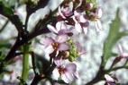 Flore arctique - Roquette de mer = Cakilier maritime - Cakile maritima - Brassicaces