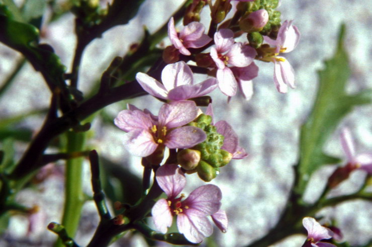 Flore arctique - Roquette de mer = Cakilier maritime - Cakile maritima - Brassicaces