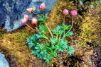 Flore arctique - Renoncule des glaciers - Ranunculus glacialis - Renonculaces