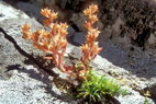 Flore arctique - Orpin ... - Sedum ... - Crassulaces