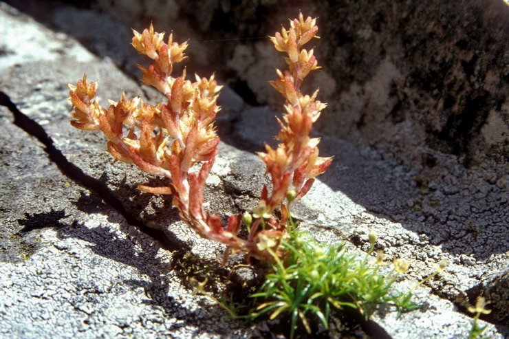 Flore arctique - Orpin ... - Sedum ... - Crassulaces