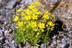 Flore arctique - Saxifrage faux azoon - Saxifraga aizoides - Saxifragaces