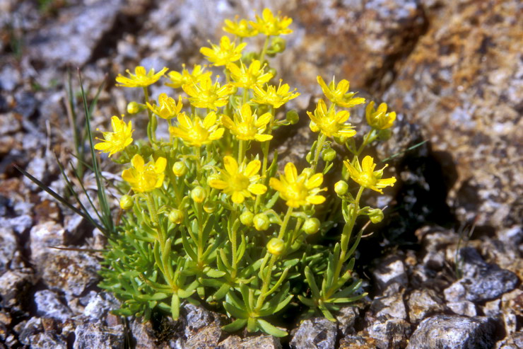 Flore arctique - Saxifrage faux azoon - Saxifraga aizoides - Saxifragaces