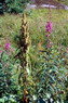 Flore arctique - Rumex  feuilles de gouet - Rumex arifolius - Polygonaces