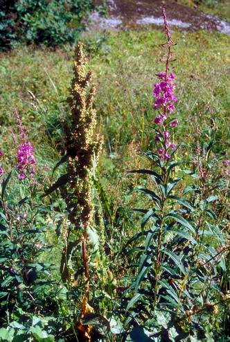 Flore arctique - Rumex  feuilles de gouet - Rumex arifolius - Polygonaces