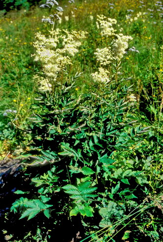 Flore arctique - Reine des prs ou Fausse spire - Spiraea ulmaria (= Filipendula ulmaria) - Rosaces