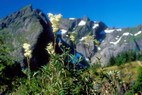 Flore arctique - Reine des prs ou Fausse spire - Spiraea ulmaria (= Filipendula ulmaria) - Rosaces