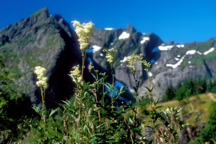 Flore arctique - Reine des prs ou Fausse spire - Spiraea ulmaria (= Filipendula ulmaria) - Rosaces