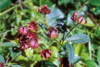 Flore arctique - Potentille des marais ou Comaret - Potentilla palustris - Rosaces