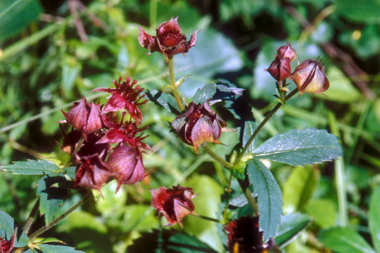 Flore arctique - Potentille des marais ou Comaret - Potentilla palustris - Rosaces