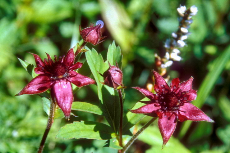 Flore arctique - Potentille des marais ou Comaret - Potentilla palustris - Rosaces