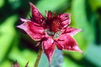 Flore arctique - Potentille des marais ou Comaret - Potentilla palustris - Rosaces