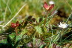 Flore arctique - Mure ou ronce arctique - Nagoonberry - Rubus arcticus - Rosaces - A ne pas confondre avec la ronce des tourbires, galement appele Mure ou ronce arctique - Rubus chamaemorus, aux baies oranges  maturit