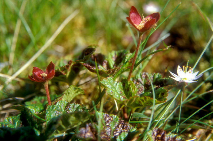 Flore arctique - Mure ou ronce arctique - Nagoonberry - Rubus arcticus - Rosaces - A ne pas confondre avec la ronce des tourbires, galement appele Mure ou ronce arctique - Rubus chamaemorus, aux baies oranges  maturit