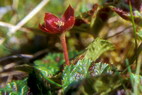 Flore arctique - Mure ou ronce arctique - Nagoonberry - Rubus arcticus - Rosaces - A ne pas confondre avec la ronce des tourbires, galement appele Mure ou ronce arctique - Rubus chamaemorus, aux baies oranges  maturit