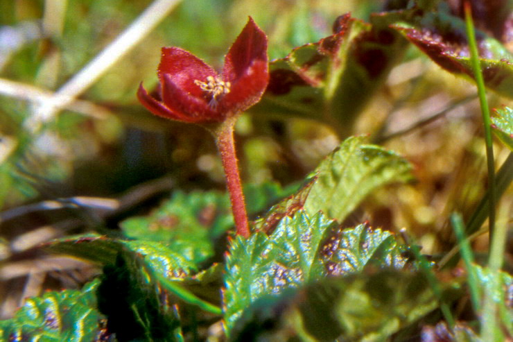 Flore arctique - Mure ou ronce arctique - Nagoonberry - Rubus arcticus - Rosaces - A ne pas confondre avec la ronce des tourbires, galement appele Mure ou ronce arctique - Rubus chamaemorus, aux baies oranges  maturit