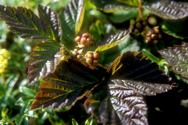 Flore arctique - Mure ou ronce arctique - Nagoonberry - Rubus arcticus - Rosaces - A ne pas confondre avec la ronce des tourbires, galement appele Mure ou ronce arctique - Rubus chamaemorus, aux baies oranges  maturit