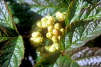 Flore arctique - Mure ou ronce arctique - Nagoonberry - Rubus arcticus - Rosaces - A ne pas confondre avec la ronce des tourbires, galement appele Mure ou ronce arctique - Rubus chamaemorus, aux baies oranges  maturit