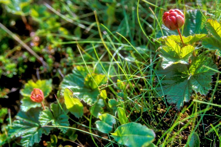 Flore arctique - Ronce des tourbires, galement appele Mure ou ronce arctique - Cloudberry - Rubus chamaemorus - Rosaces - A ne pas confondre avec la Mure arctique stricto sensu - Rubus arcticus, aux fleurs rouge vif et aux baies rouges fonces  maturit