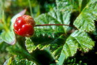 Flore arctique - Ronce des tourbires, galement appele Mure ou ronce arctique - Cloudberry - Rubus chamaemorus - Rosaces - A ne pas confondre avec la Mure arctique stricto sensu - Rubus arcticus, aux fleurs rouge vif et aux baies rouges fonces  maturit