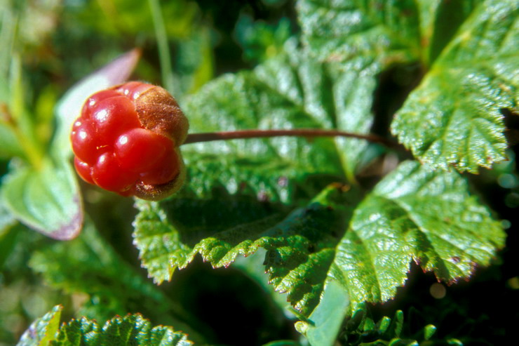 Flore arctique - Ronce des tourbires, galement appele Mure ou ronce arctique - Cloudberry - Rubus chamaemorus - Rosaces - A ne pas confondre avec la Mure arctique stricto sensu - Rubus arcticus, aux fleurs rouge vif et aux baies rouges fonces  maturit