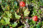 Flore arctique - Ronce des tourbires, galement appele Mure ou ronce arctique - Cloudberry - Rubus chamaemorus - Rosaces - A ne pas confondre avec la Mure arctique stricto sensu - Rubus arcticus, aux fleurs rouge vif et aux baies rouges fonces  maturit