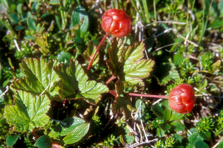 Flore arctique - Ronce des tourbires, galement appele Mure ou ronce arctique - Cloudberry - Rubus chamaemorus - Rosaces - A ne pas confondre avec la Mure arctique stricto sensu - Rubus arcticus, aux fleurs rouge vif et aux baies rouges fonces  maturit