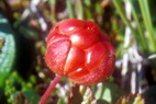 Flore arctique - Ronce des tourbires, galement appele Mure ou ronce arctique - Cloudberry - Rubus chamaemorus - Rosaces - A ne pas confondre avec la Mure arctique stricto sensu - Rubus arcticus, aux fleurs rouge vif et aux baies rouges fonces  maturit