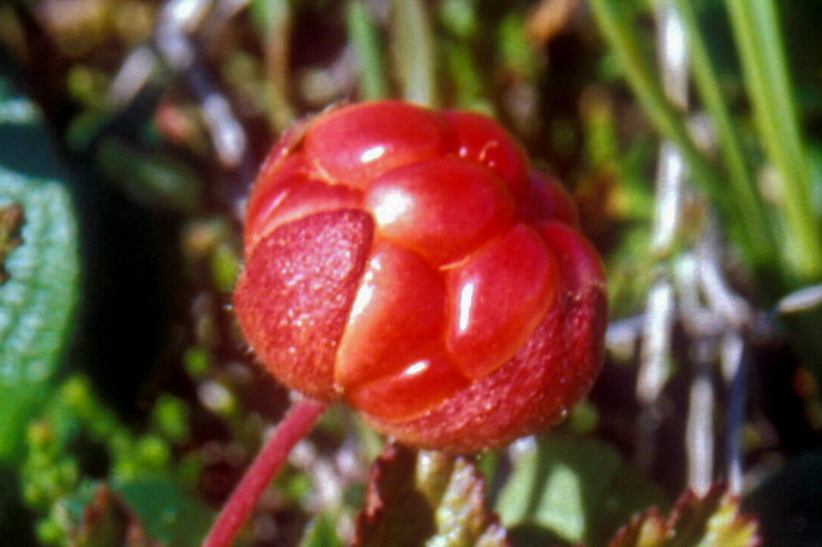 Flore arctique - Ronce des tourbires, galement appele Mure ou ronce arctique - Cloudberry - Rubus chamaemorus - Rosaces - A ne pas confondre avec la Mure arctique stricto sensu - Rubus arcticus, aux fleurs rouge vif et aux baies rouges fonces  maturit