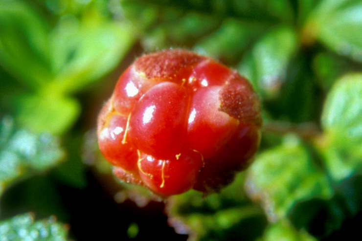 Flore arctique - Ronce des tourbires, galement appele Mure ou ronce arctique - Cloudberry - Rubus chamaemorus - Rosaces - A ne pas confondre avec la Mure arctique stricto sensu - Rubus arcticus, aux fleurs rouge vif et aux baies rouges fonces  maturit