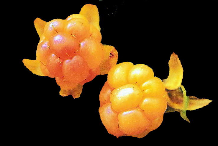 Flore arctique - Ronce des tourbires, galement appele Mure ou ronce arctique - Cloudberry - Rubus chamaemorus - Rosaces - A ne pas confondre avec la Mure arctique stricto sensu - Rubus arcticus, aux fleurs rouge vif et aux baies rouges fonces  maturit